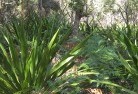 Sapphire NSWplanting-garden-and-landscape-design-46.jpg; ?>